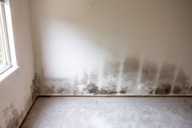 Best Asbestos and Lead Testing During Mold Inspection  in Dunlap, OH